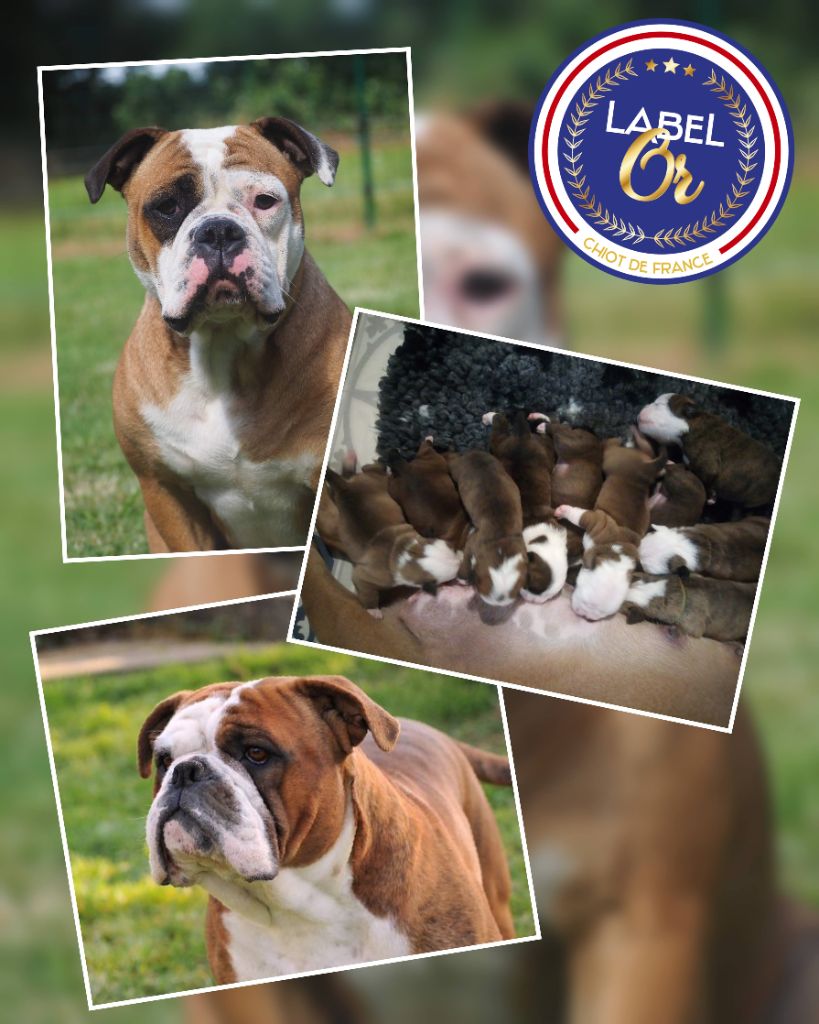 chiot Bulldog continental Cani Qua Non