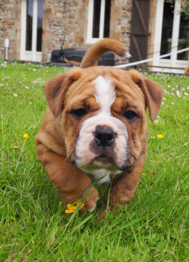 Cani Qua Non - Chiots disponibles - Bulldog continental