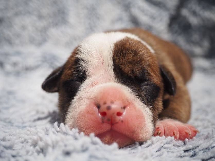 Cani Qua Non - Chiots disponibles - Bulldog continental