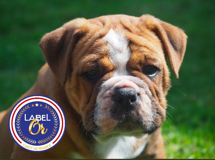 Chiot Bulldog continental Cani Qua Non