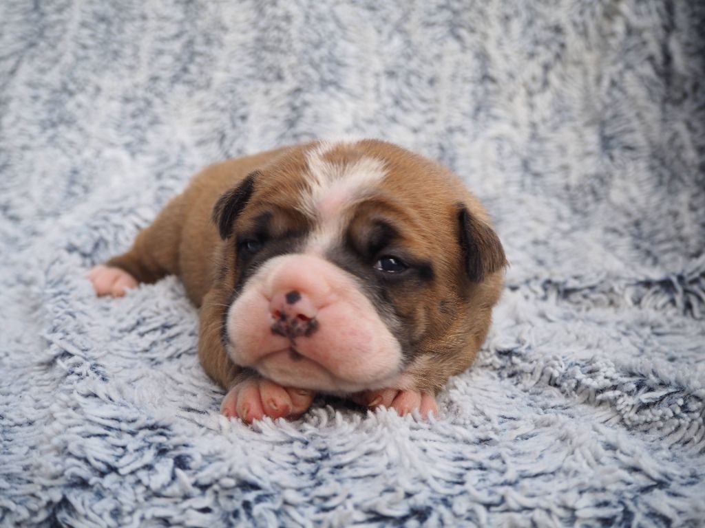 Cani Qua Non - Chiots disponibles - Bulldog continental