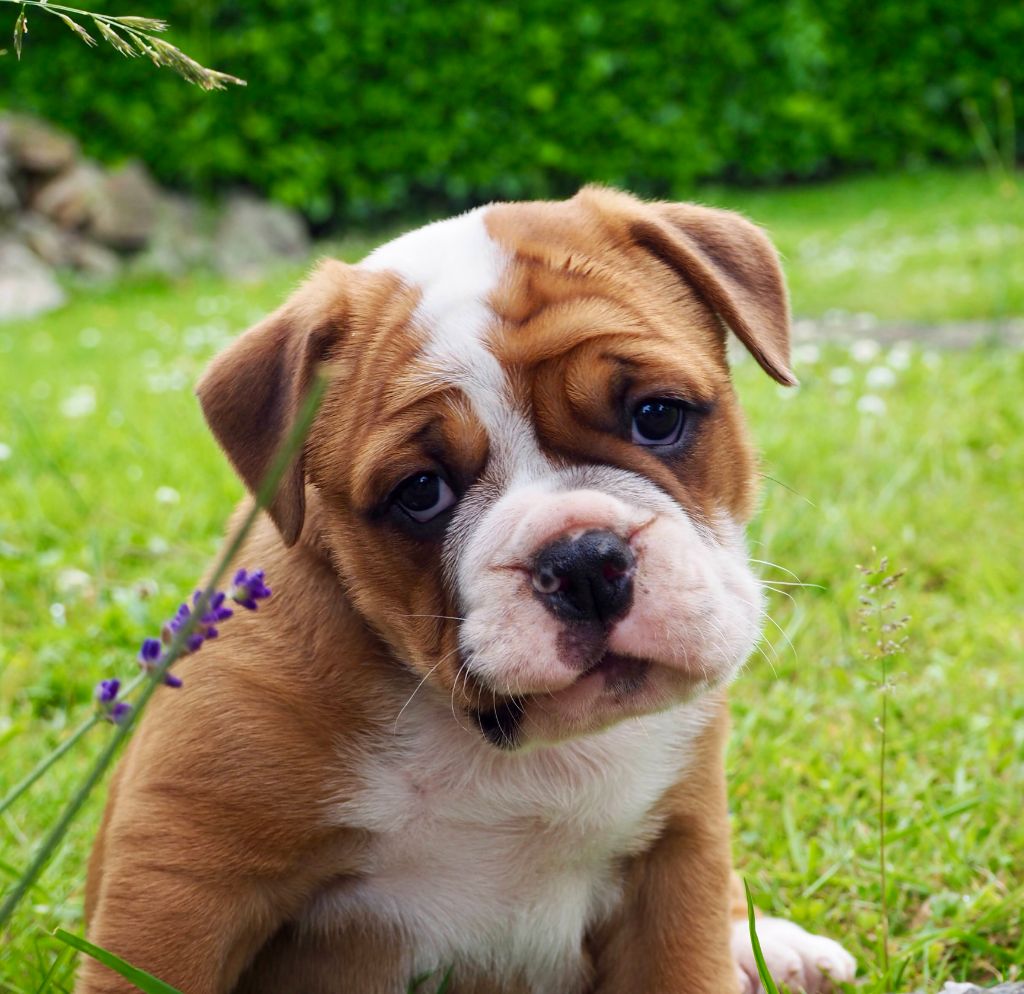 Cani Qua Non - Chiots disponibles - Bulldog continental