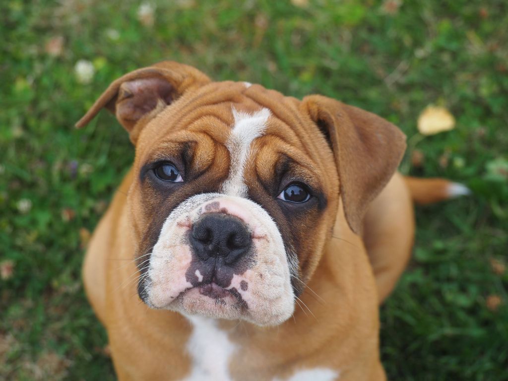 Cani Qua Non - Chiots disponibles - Bulldog continental