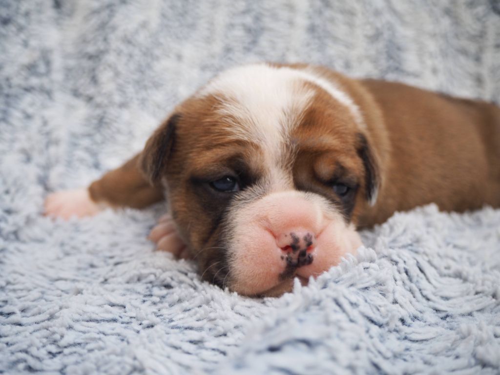 Cani Qua Non - Chiots disponibles - Bulldog continental