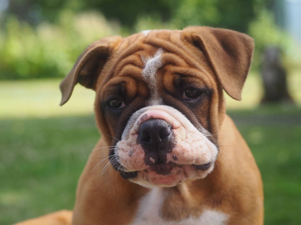 Cani Qua Non - Chiots disponibles - Bulldog continental