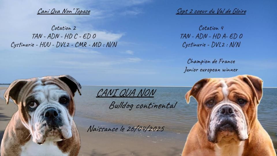 Chiot Bulldog continental Cani Qua Non