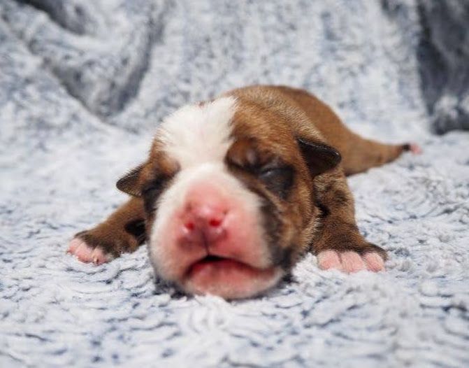 Cani Qua Non - Chiots disponibles - Bulldog continental
