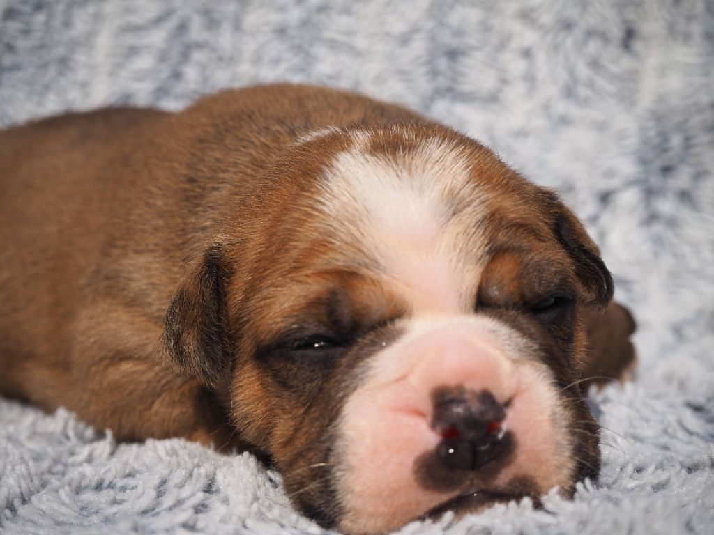 Cani Qua Non - Chiots disponibles - Bulldog continental