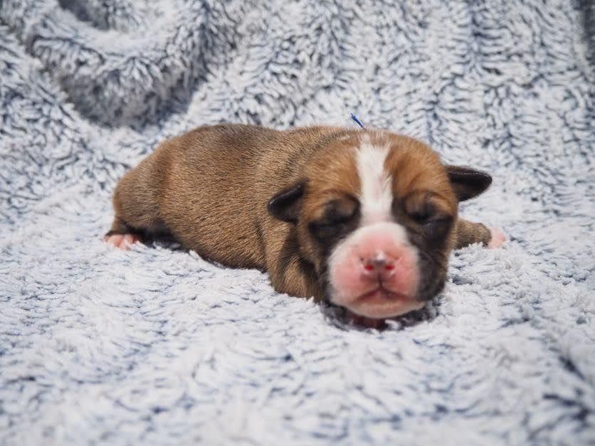 Cani Qua Non - Chiots disponibles - Bulldog continental
