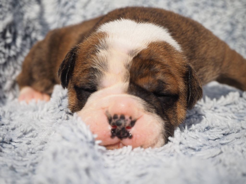 Cani Qua Non - Chiots disponibles - Bulldog continental