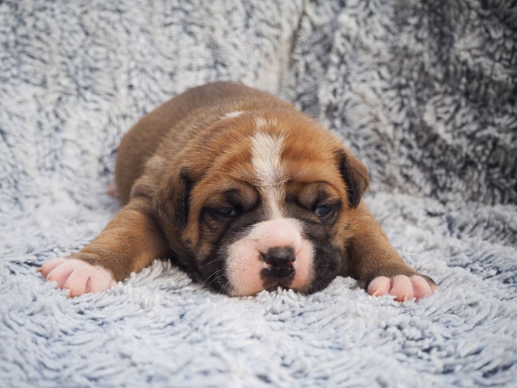 Cani Qua Non - Chiots disponibles - Bulldog continental