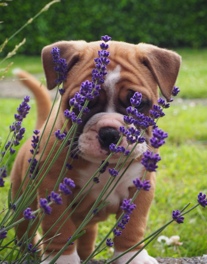 Cani Qua Non - Chiots disponibles - Bulldog continental