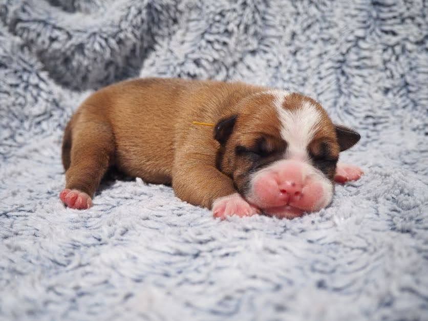 Cani Qua Non - Chiots disponibles - Bulldog continental