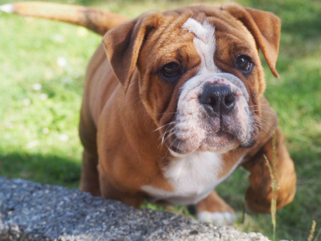 Cani Qua Non - Chiots disponibles - Bulldog continental