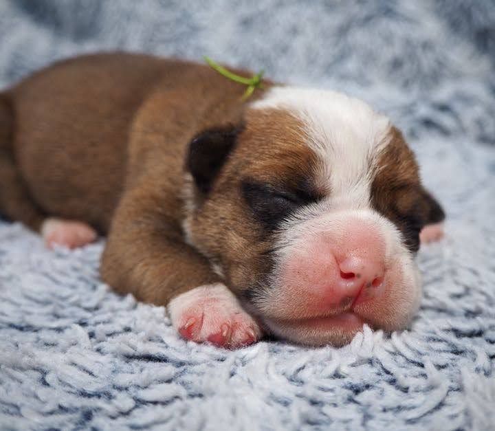 Cani Qua Non - Chiots disponibles - Bulldog continental